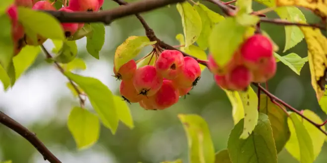 Kleine rote Zieräpfel hängen zwischen grünen Blättern an einem Zweig