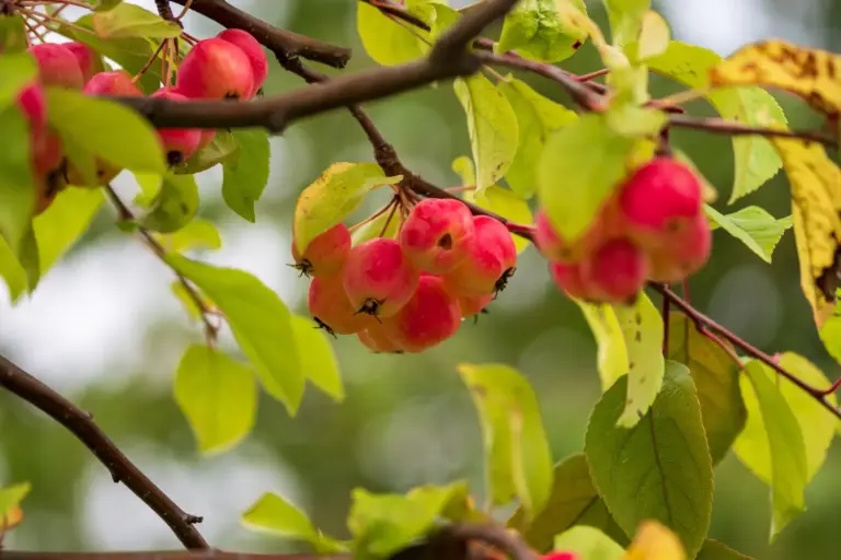 Kleine rote Zieräpfel hängen zwischen grünen Blättern an einem Zweig