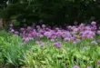 Zahlreiche violette Kugelblüten von Zierlauch stehen in einem sonnigen Gartenbeet