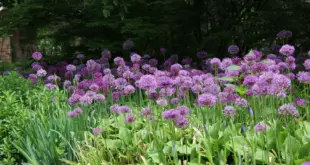 Zahlreiche violette Kugelblüten von Zierlauch stehen in einem sonnigen Gartenbeet