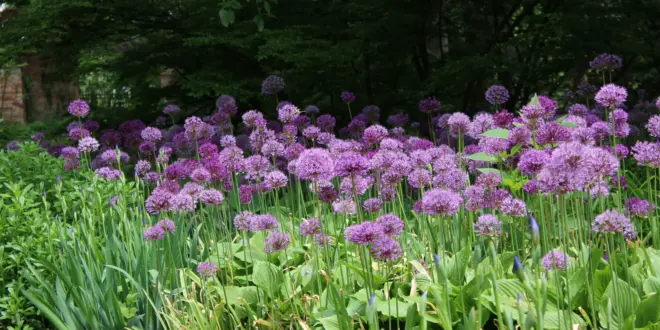Zahlreiche violette Kugelblüten von Zierlauch stehen in einem sonnigen Gartenbeet