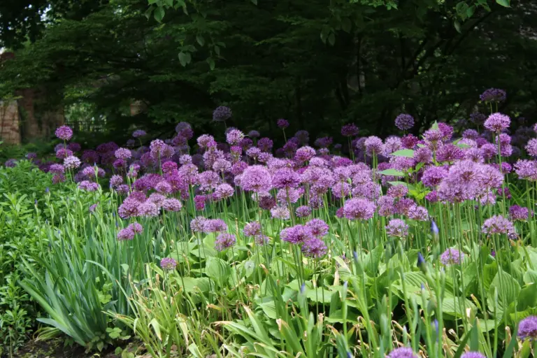 Zahlreiche violette Kugelblüten von Zierlauch stehen in einem sonnigen Gartenbeet