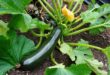 zucchini-anbau