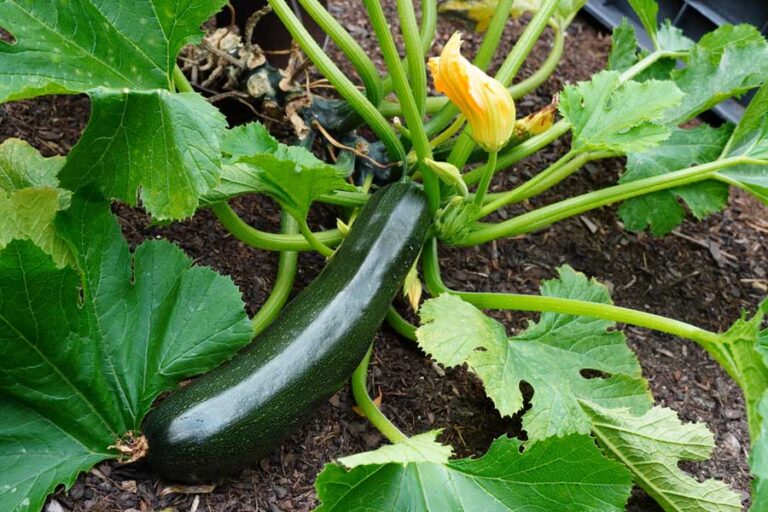 zucchini-anbau