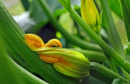 zucchinibluete